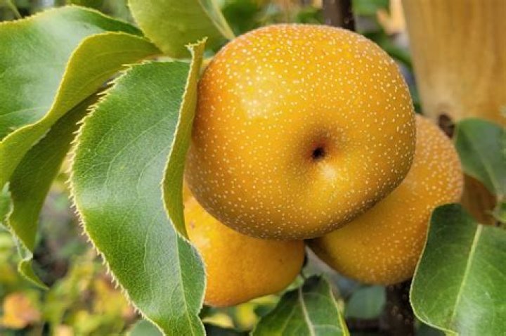 	‘PEAR APPLES’ ARE REALLY JUST JAPANESE PEARS	