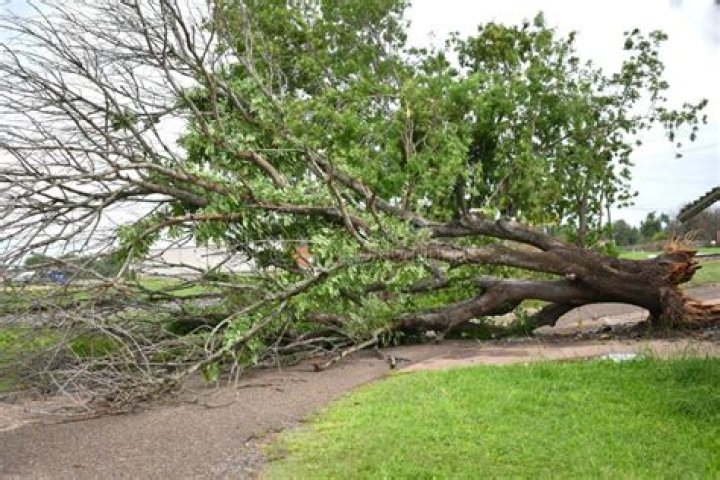 Penn State's Famous 'Old Willow' Uprooted by High Winds