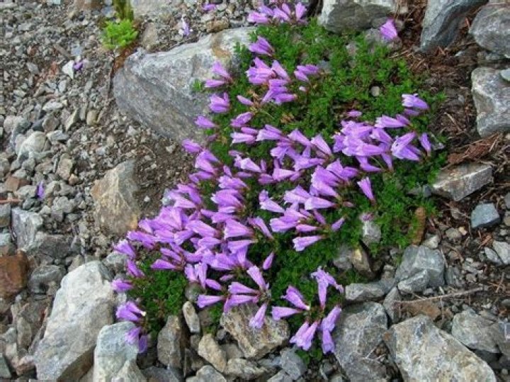 Penstemon rupicola - Alchetron, The Free Social Encyclopedia