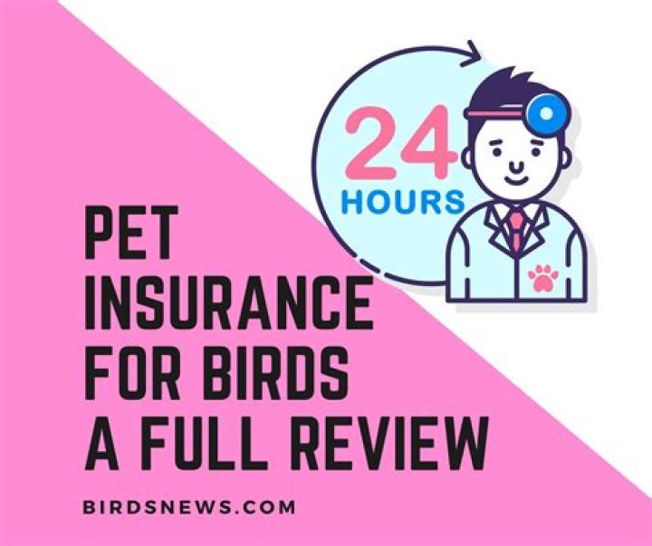 Pet Insurance for Birds: Facts & FAQs (Updated 2024) | PangoVet