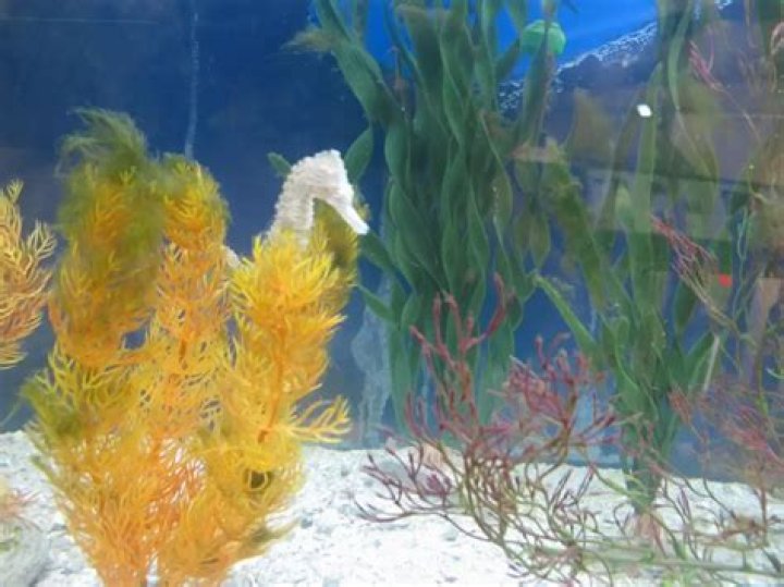 	Photos: Seahorses at Gumbo Limbo Nature Center	