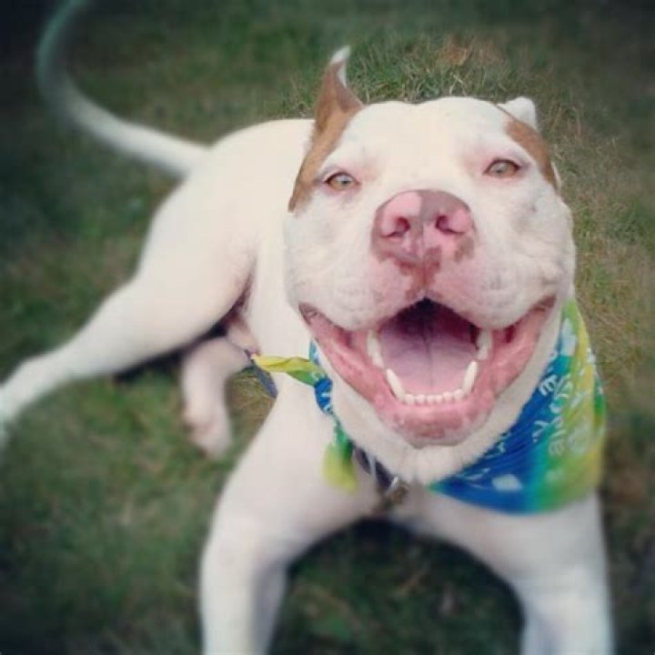 	Pit bull lovers come out barking loud	