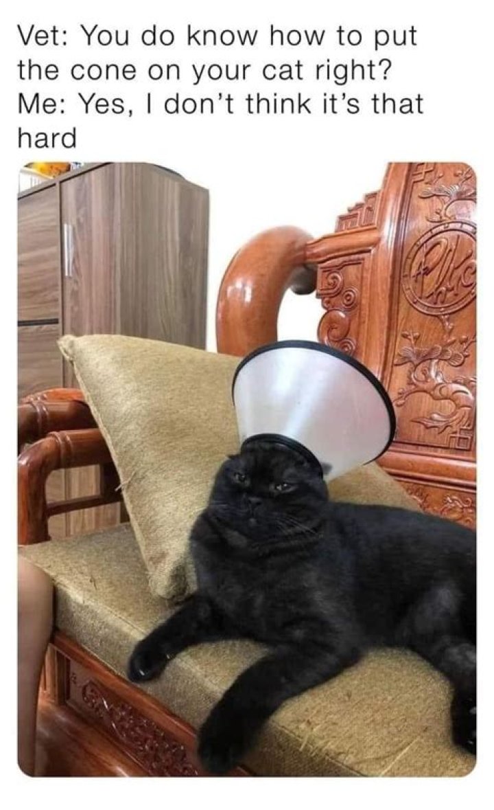 Post-Vet Cat Comically Fails to Climb Couch | National