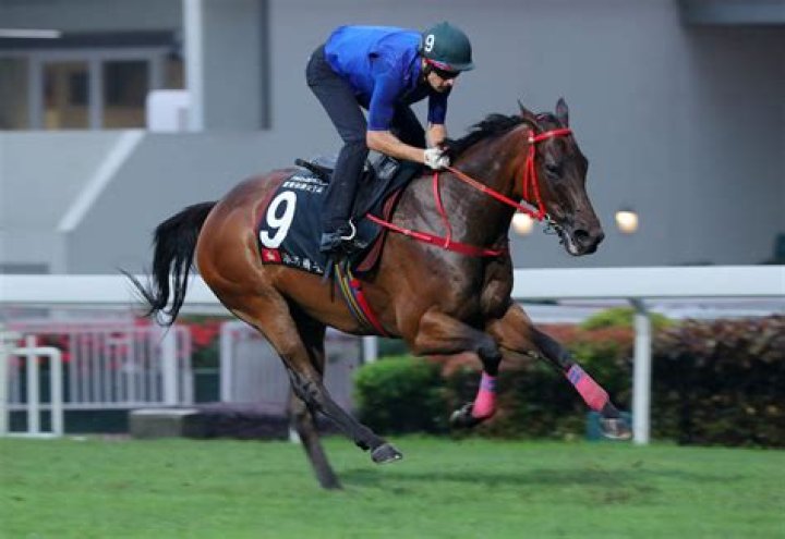 Pressure off for owner Peter Lau as Romantic Warrior looks to continue all-conquering run | HK Racing