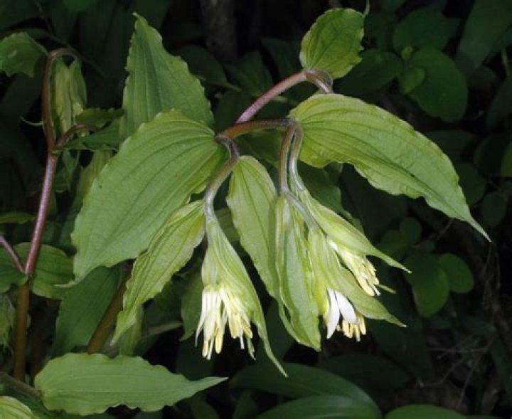 Prosartes hookeri - Alchetron, The Free Social Encyclopedia
