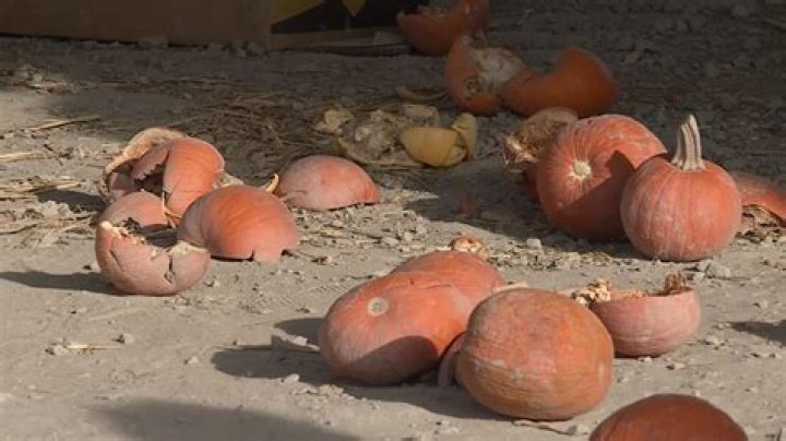 Pumpkin Patch Vandals Force Family To Shut Down Business For Season