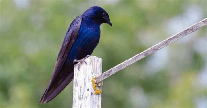 	PURPLE MARTIN’S DINING HABITS UNDER DEBATE	