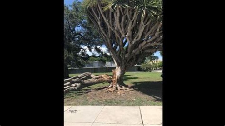 	Rare Dragon Blood tree must come down, Fort Lauderdale told	