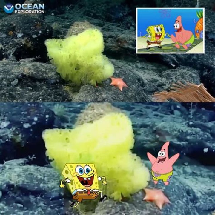 ‘Real life’ SpongeBob SquarePants, Patrick Star spotted by NOAA diver