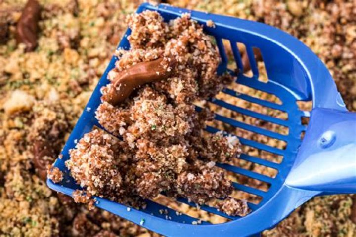 	Recipe: Kitty litter cookies	