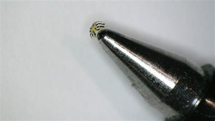 Remote-controlled crab-like robot is the smallest ever, university says