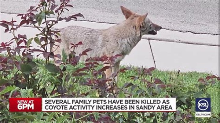 Sandy coyote attacks on the rise; multiple owners with lost pets