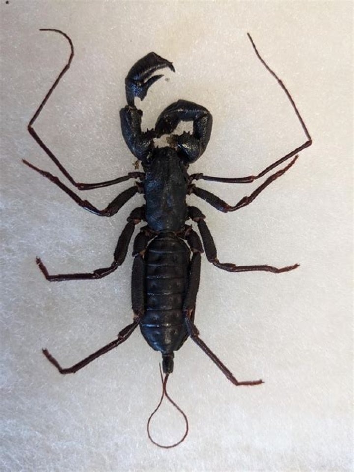 	Say hello to the giant whip scorpion, another of Florida’s strange creatures	