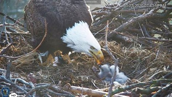 Second eaglet hatches in PA Farm Country Nest