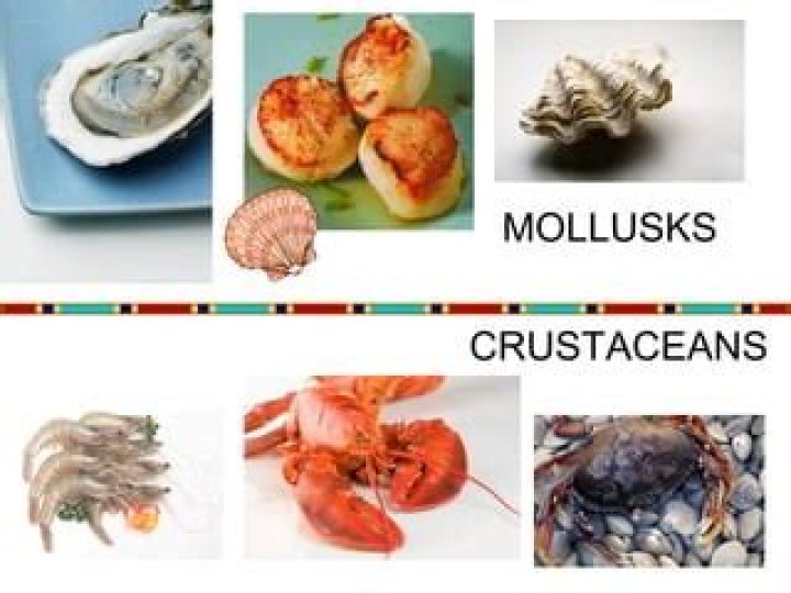 	SHELL GAMES: GETTING UNDER THE SKIN OF MOLLUSKS, CRUSTACEANS	
