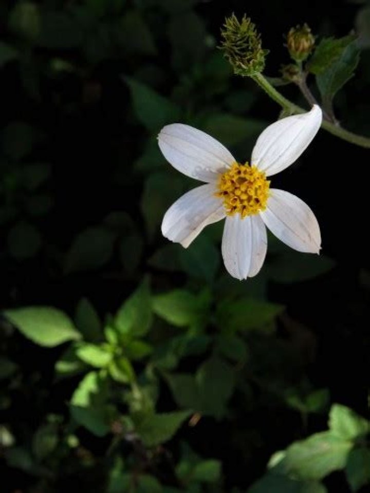 	Shepherd’s needle: An underappreciated Florida wildflower	