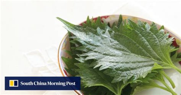 Shiso leaf has as many uses as it does names