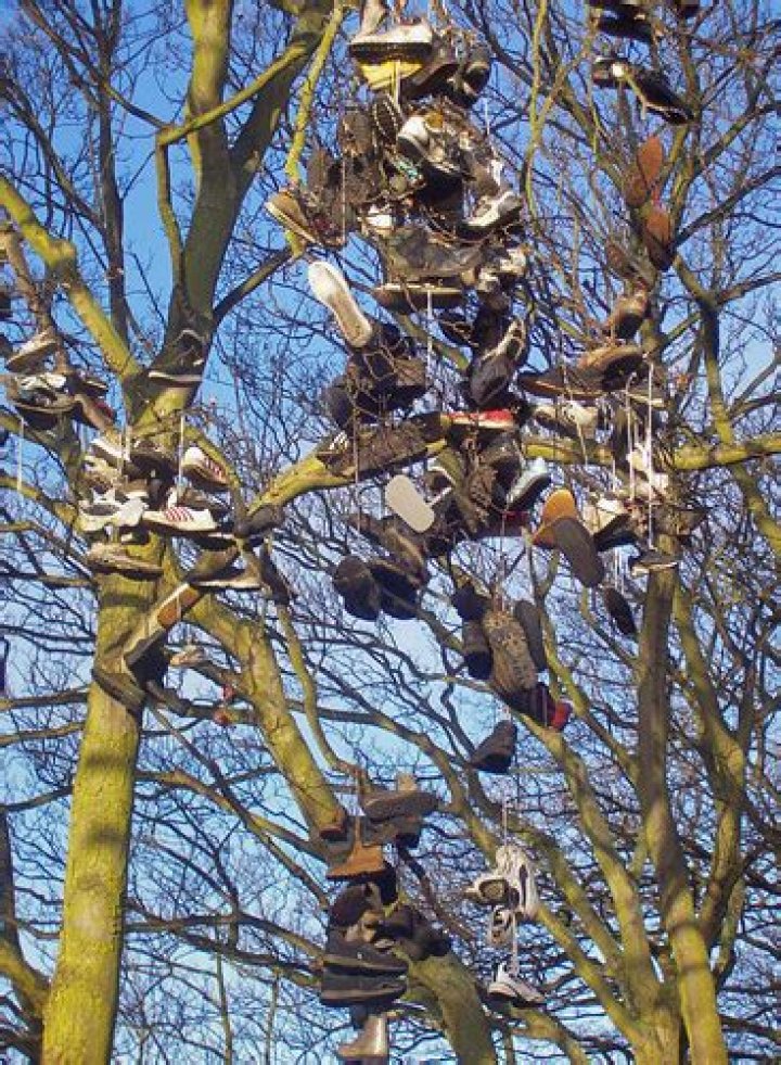 Shoe Trees In Armstrong Park