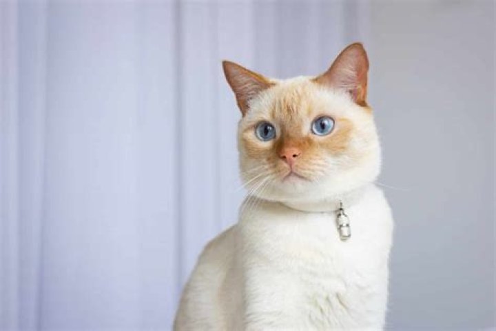 	Siamese has a stuffy nose	