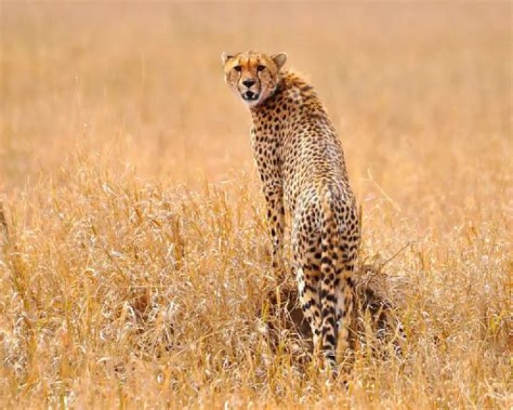 Slow Cheetah - Bio, Age, Net Worth, Height, Married, Nationality, Body Measurement, Career