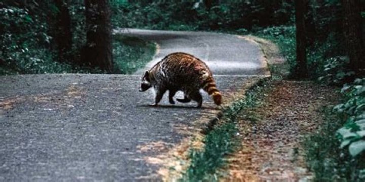 	Someone’s got to pick up the roadkill — but who?	
