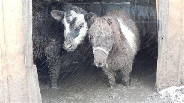 SPCA issues citations for neglect of farm animals in Clearfield County