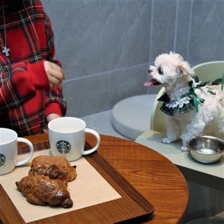 Starbucks opens first animal-friendly outlet in South Korea amid increase in pet-owning population