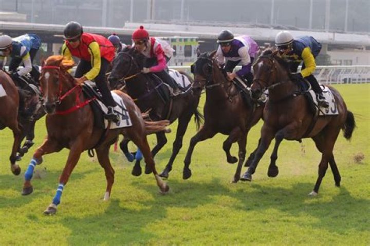 STARFIRE GEMS (G453) 星之寶 | Horses | HK Racing