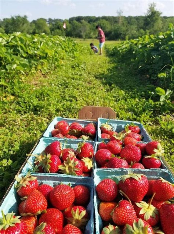 Strawberry Picking Near Westchester County | Macaroni KID Armonk - Chappaqua - Mount Kisco