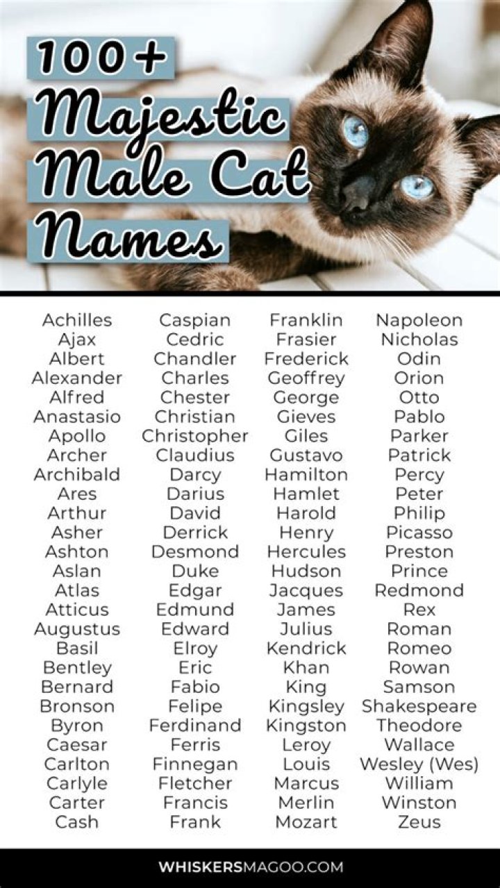Sweet Cat Names For Male Cats: A Comprehensive Guide