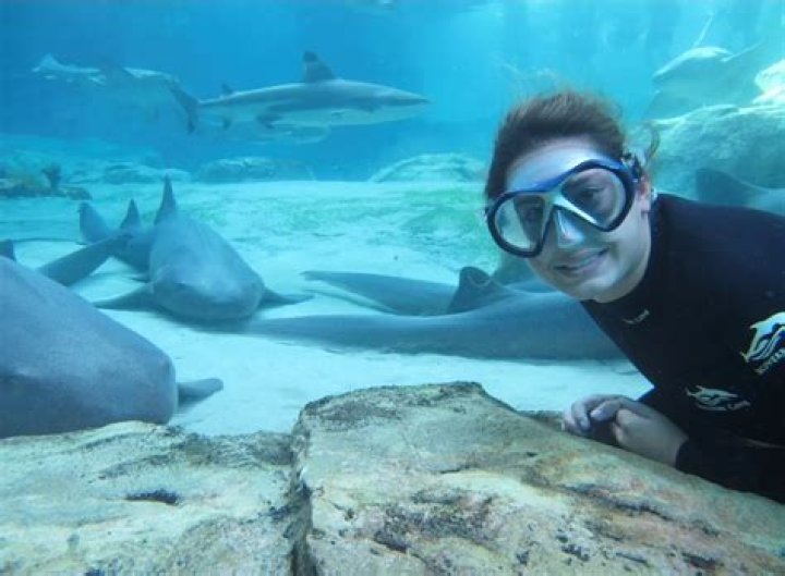 	Swimming with sharks option coming to Discovery Cove	