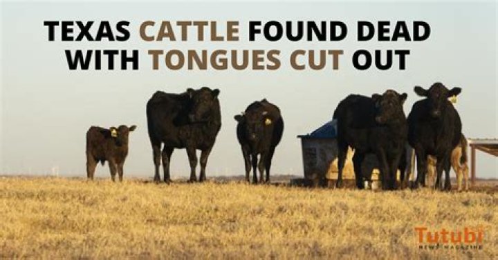 Texas cattle found dead with tongues cut out