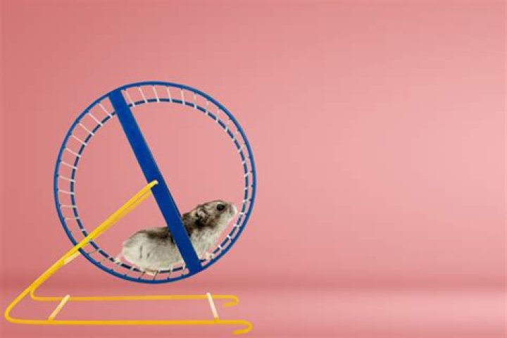 	The best hamster wheel	