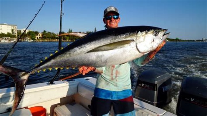 The Best Time to Catch Tuna