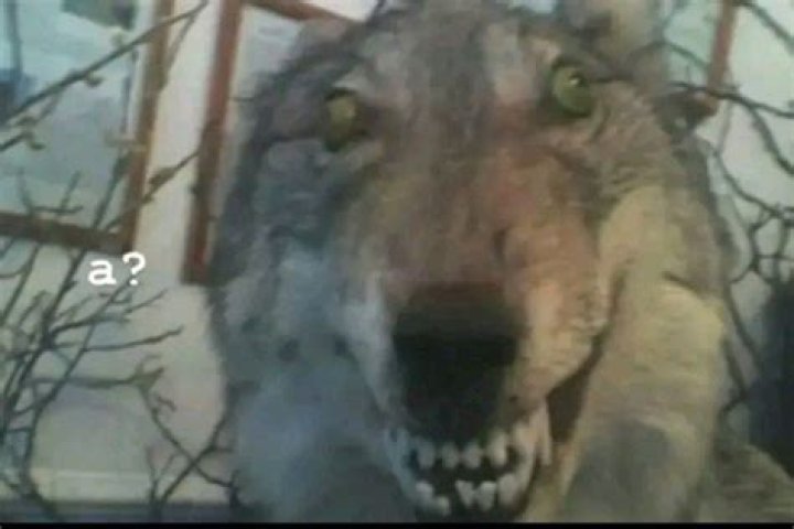 The Wolf Meme: A Deep Dive Into The Viral Phenomenon