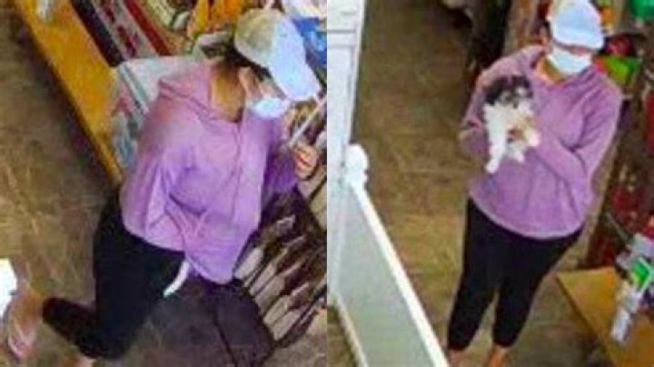 	Thief steals puppy from Boca pet store	