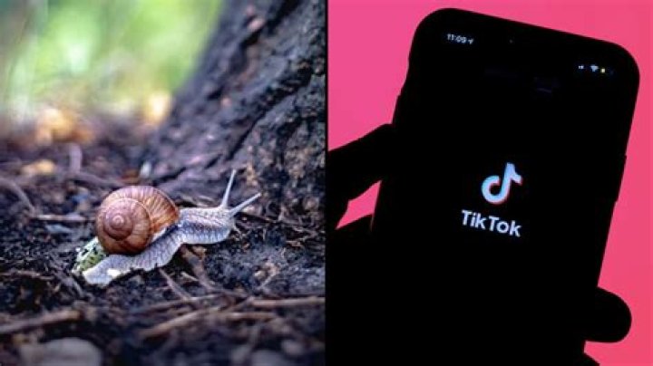TikTok snail meme: Immortal snail trend explained