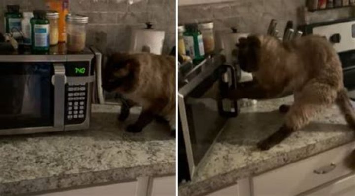 	Toddler burns kitten in microwave	