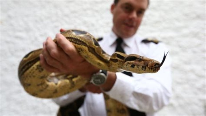 Tooele Animal Control Searching For Missing 8-Foot-Long Boa Constrictor