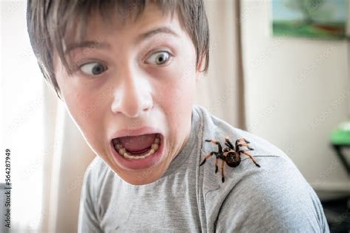 Twitch streamer has calmest reaction to massive spider crawling on her