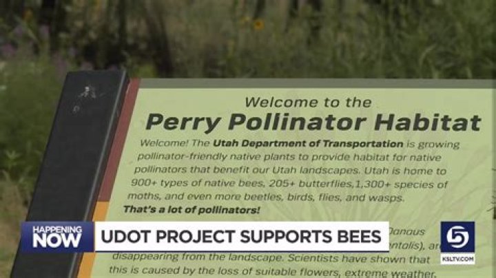UDOT and USU pilot project protecting Utah's bumblebees