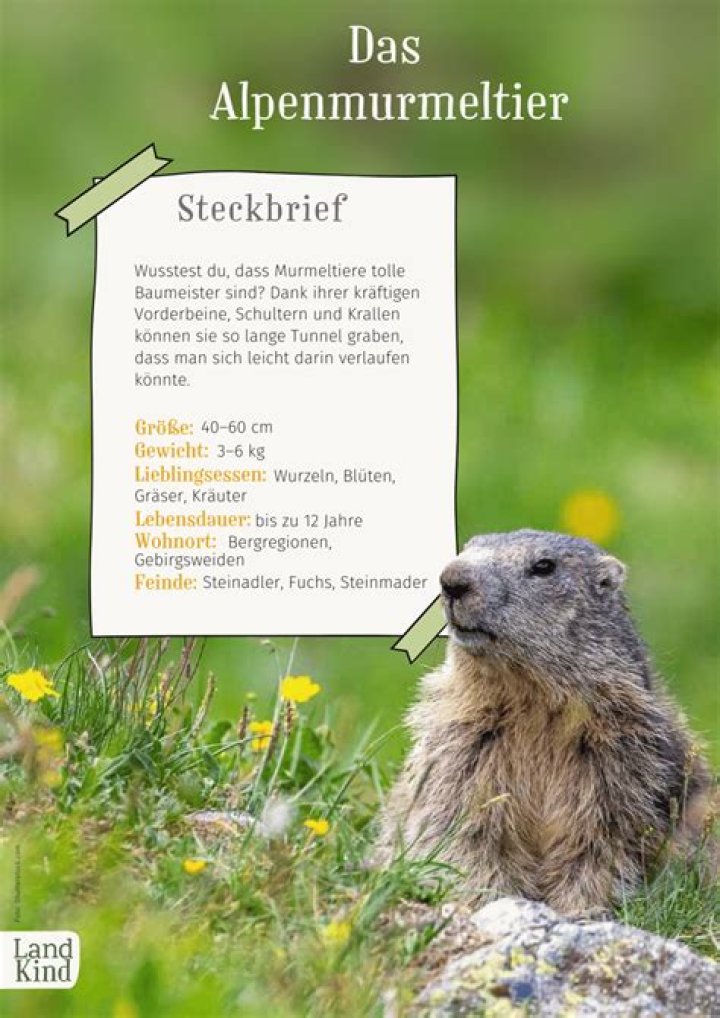 Und halbjährlich grüßt das Murmeltier – 11FREUNDE
