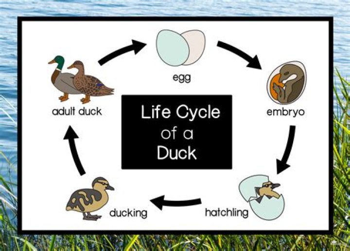 Understanding Duckd: The Ultimate Guide To This Innovative Platform