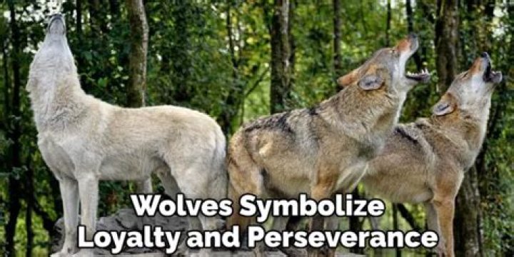 Understanding The Flocka Wolves Meaning: A Deep Dive
