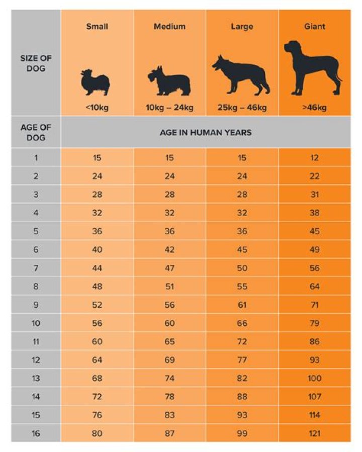 Understanding Your Dog's Age: The Dog Age Test