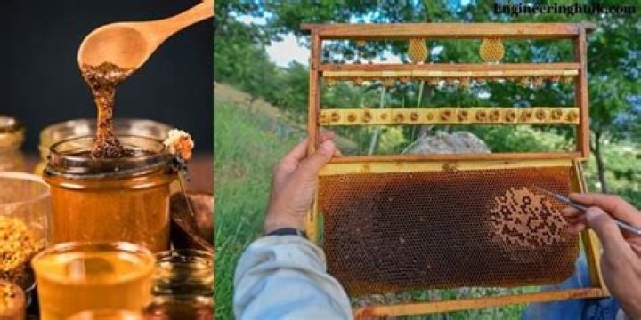 Unveil The Sweet Elixir: Exploring The Remarkable Benefits Of Royal Honey