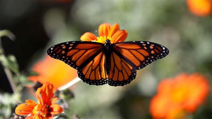 Utah woman plants milkweed to help endangered monarch butterflies survive migration