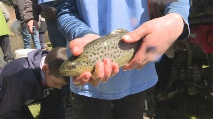Volunteers stock thousands of trout into Little Conemaugh River