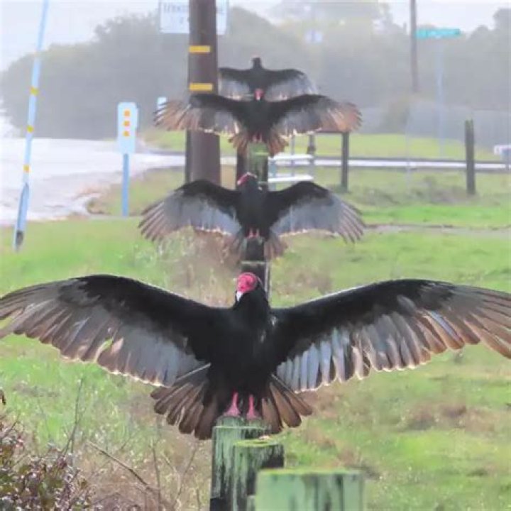 	Vultures descend on central Florida city	
