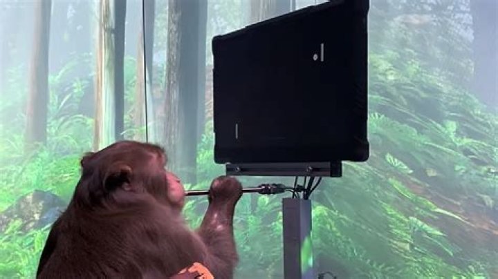 Watch This Monkey Play Pong With Its Mind Using Elon Musk's Neuralink